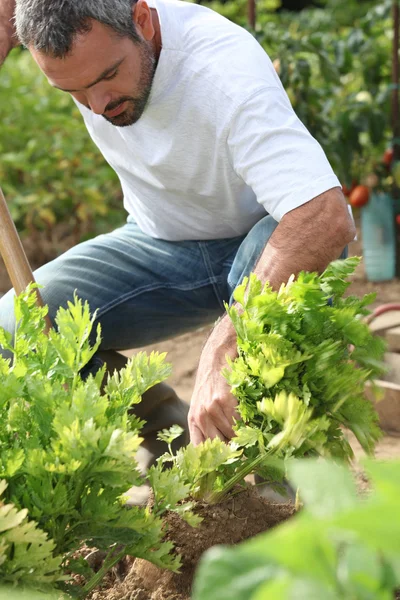 Man die in de tuin werkt — Stockfoto