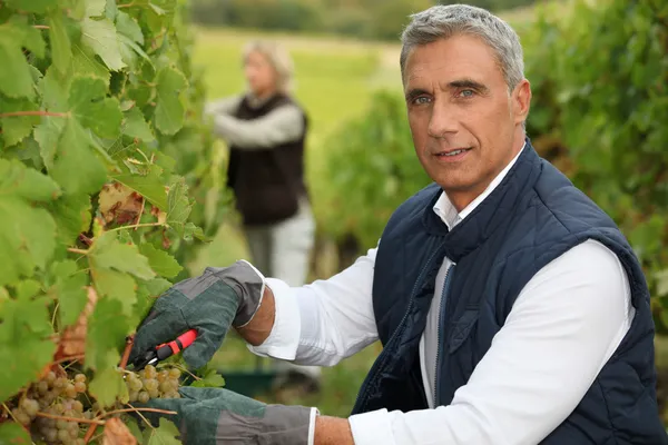 Winegrower — Stockfoto
