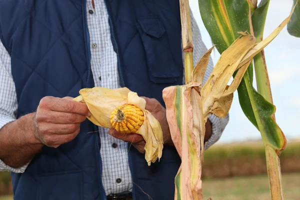 Agricultor em campo com espiga de milho — Fotografia de Stock