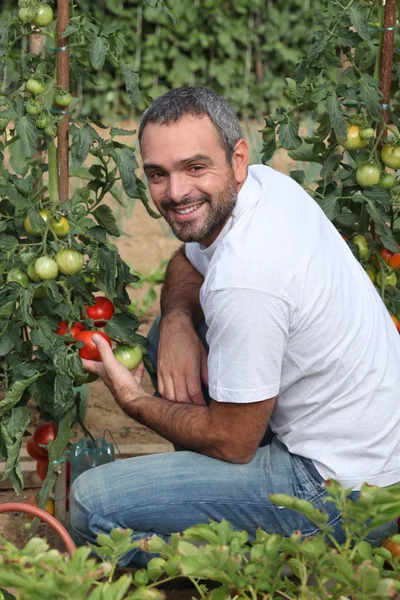 Чоловік збирає помідори в саду — стокове фото