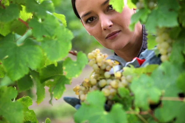 Woman harvesting grapes. — Stock Photo, Image