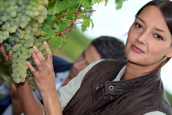 Mujer recogiendo uvas — Foto de Stock
