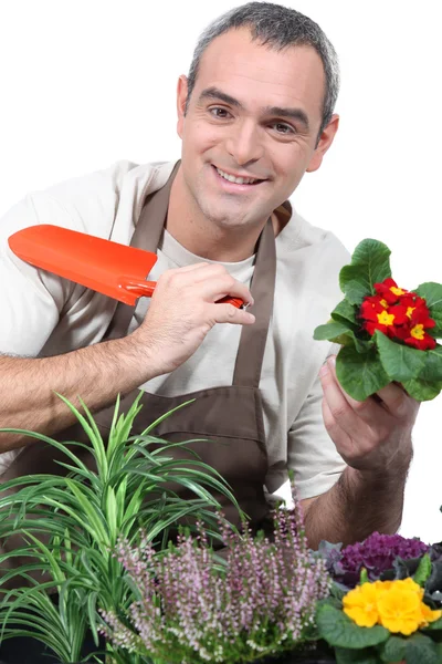 Manliga trädgårdsmästare planteringsjord växter — Stockfoto