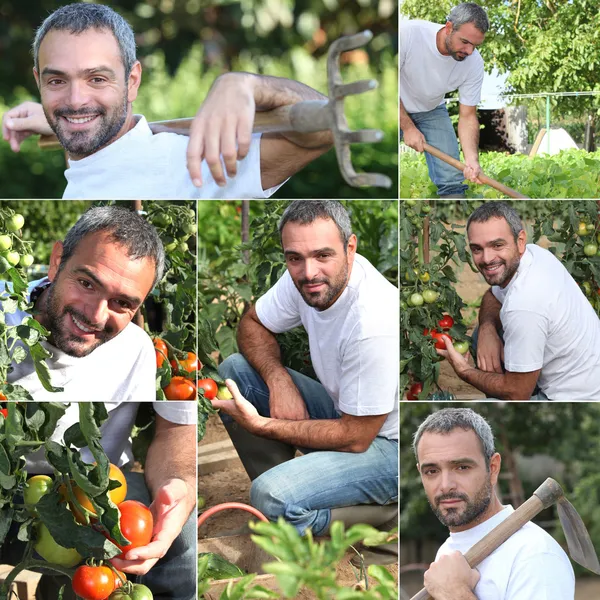 Jardinero de verduras —  Fotos de Stock