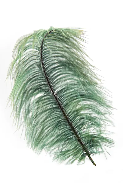 stock image Feather