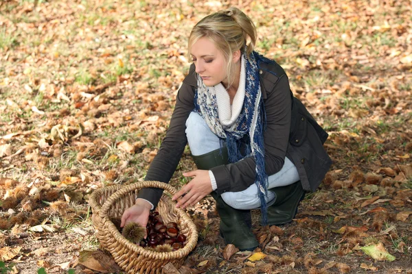 Ξανθιά γυναίκα picking κάστανα — Φωτογραφία Αρχείου
