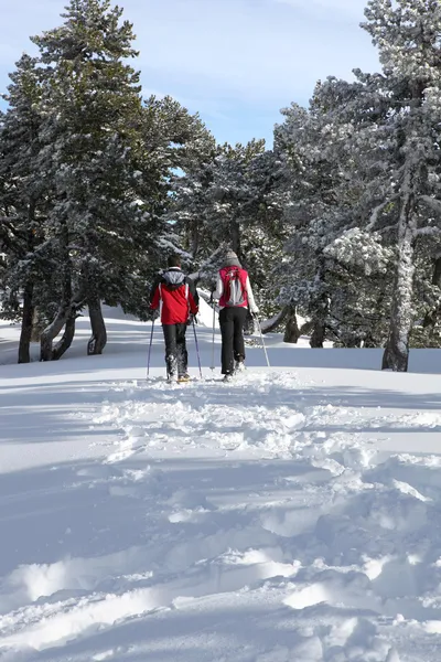 Couple cross-country skiing through woods Royalty Free Stock Photos