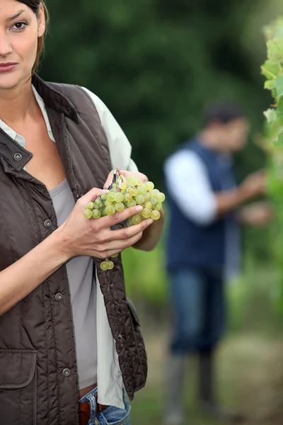 Jardineiro com ramo de uvas — Fotografia de Stock