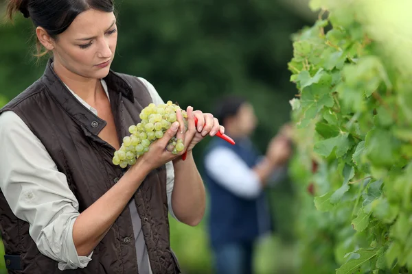 Винороб з гроном винограду — стокове фото