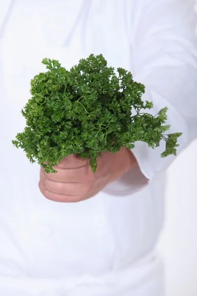 A bunch of parsley — Stock Photo, Image