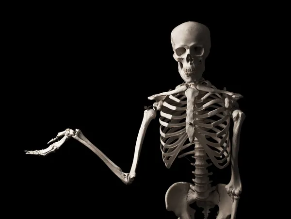 Skelett Stockbild