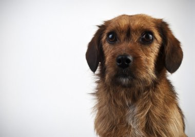 perro marrón sobre fondo gris