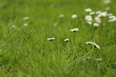 Green grass with daisy flowers clipart