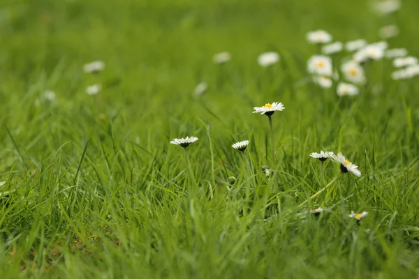 Grönt gräs med daisy blommor — Stockfoto
