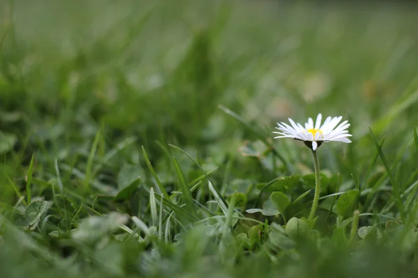 草丛中的雏菊. — 图库照片