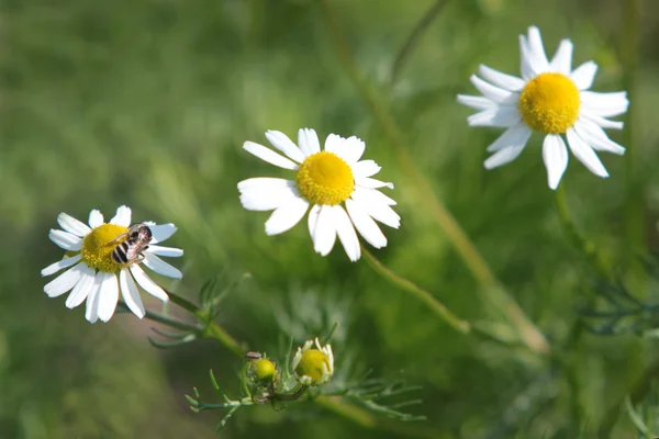 Tre daisy i gräset — Stockfoto