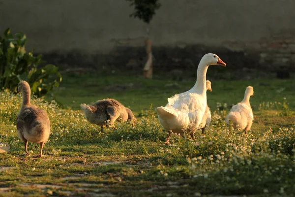 Familia de gansos —  Fotos de Stock