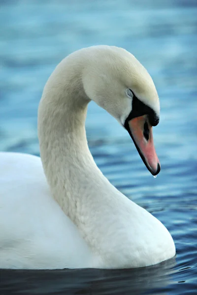 Ονειρικό swan στο νερό — Φωτογραφία Αρχείου