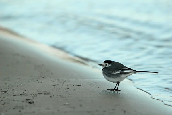 흰 꼬리 벌새 ( 모 타코야 알바 )) — 스톡 사진