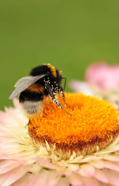Pollenbedecktes Insekt — Stockfoto