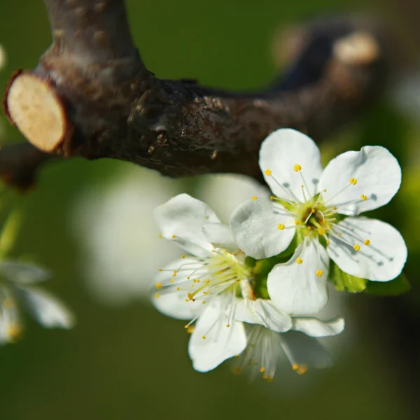 Kirschblüte — Stockfoto