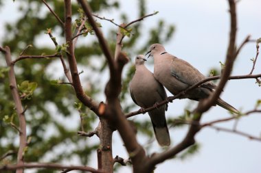 Pair of turtle dove clipart