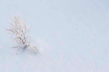 çim, frost ile kaplı fışkın