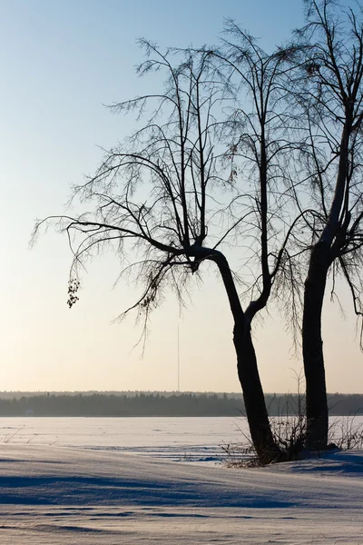 Paisaje invernal con un árbol solitario — Foto de Stock