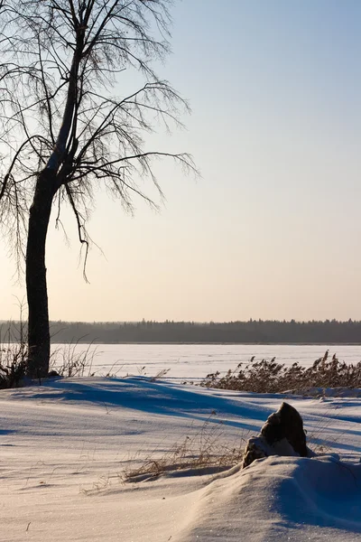 Paisagem de inverno com uma árvore solitária — Fotografia de Stock