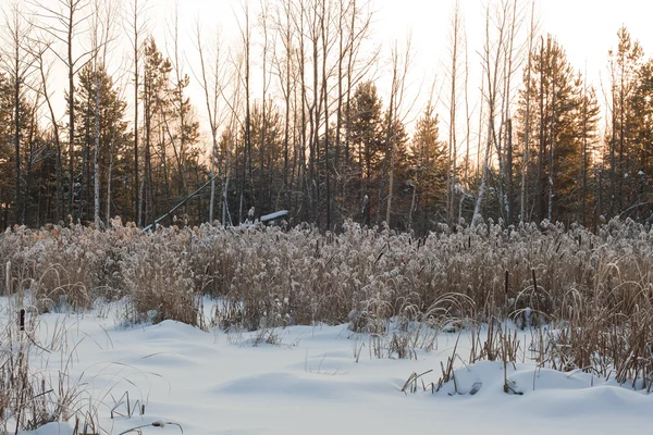 stock image Frozen swamp, with with reeds