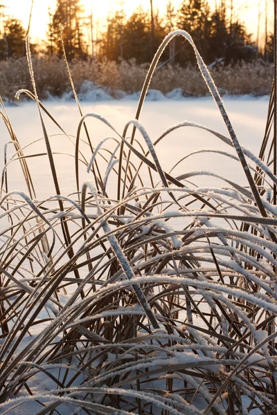 Zuckerrohr, gefrostet im Sonnenuntergang — Stockfoto