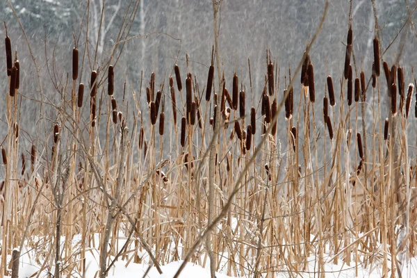 葦やスゲで、凍結する泥地 — ストック写真