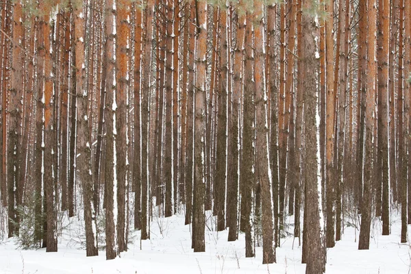 Tallskog vintertid — Stockfoto