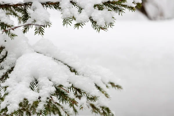Tannenzweige mit Schnee bedeckt — Stockfoto