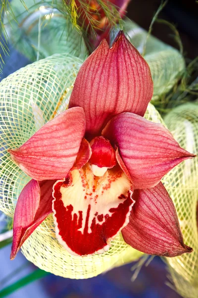 Leuchtend rote Orchidee — Stockfoto