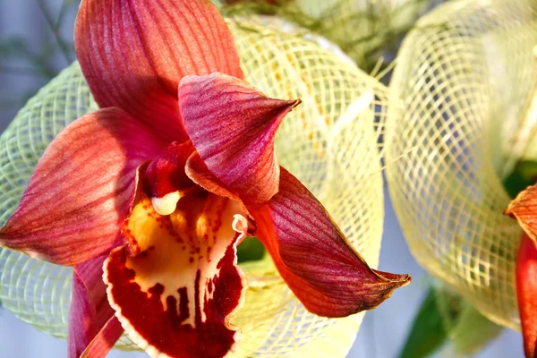 Яскраві червоні orchid — стокове фото