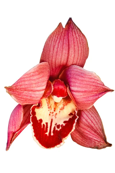 Heldere rode orchidee — Stockfoto