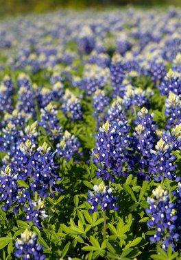 Texas Bluebonnets clipart