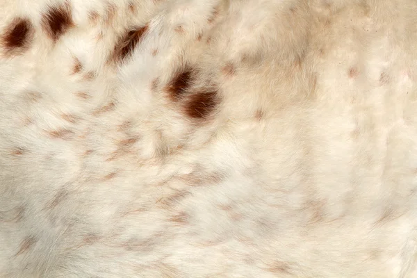 Kožešina longhorn — Stock fotografie