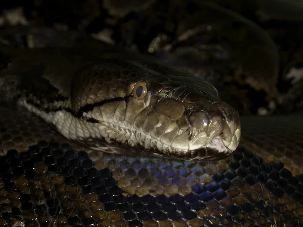 Reticulated python — Stockfoto