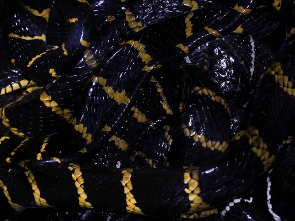 Mangrov yılan — Stok fotoğraf