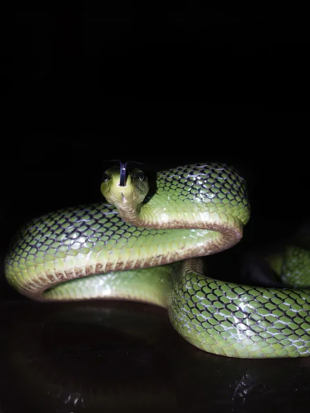 Grön tree snake Stockfoto