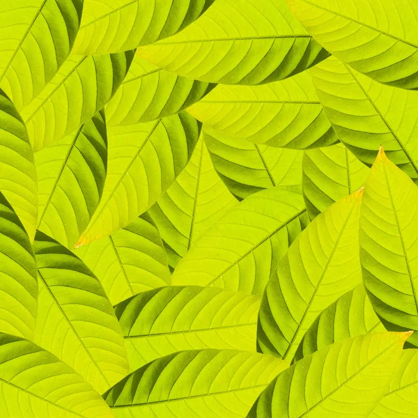 Зелене листя для тла — стокове фото
