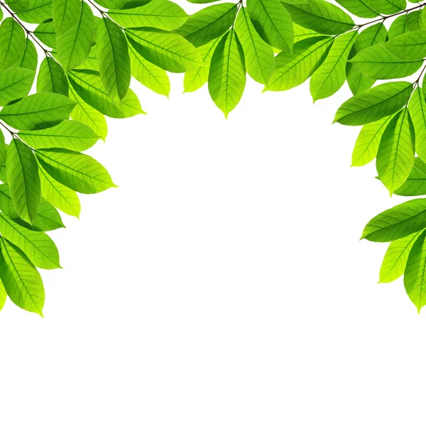 Gröna blad på vit bakgrund, ram — Stockfoto