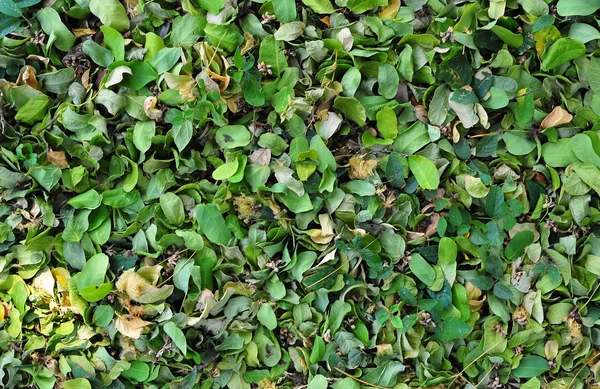 Groene bladeren voor achtergrond, textuur en patten — Stockfoto