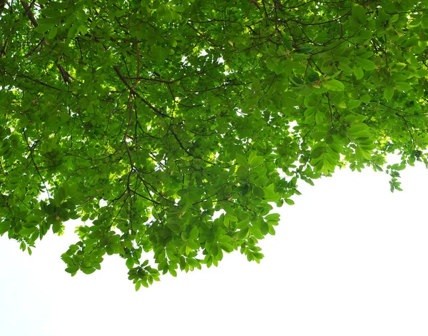 Groene bladeren op een witte achtergrond, frame — Stockfoto