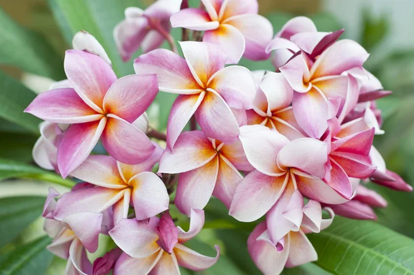 Pembe Frangipani Plumeria çiçeği