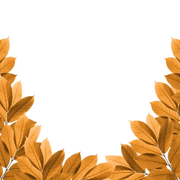 Листья на белом фоне, рамка — стоковое фото