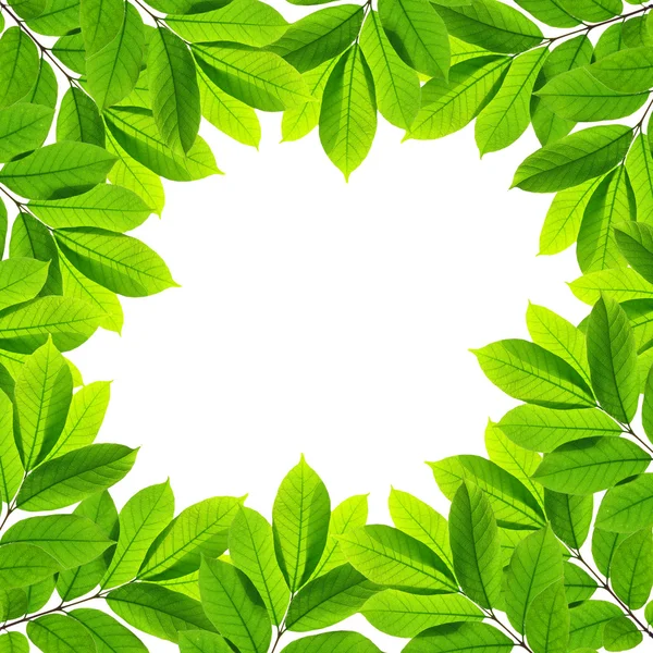 Zöld levelek, fehér háttér, keret — Stock Fotó