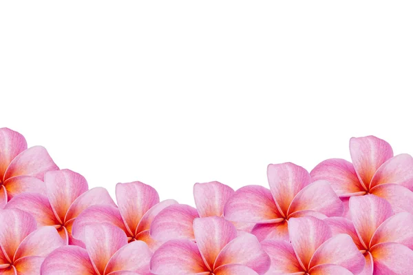 白色背景的Frangipani花 — 图库照片